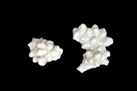 Turbicellopora perforata
